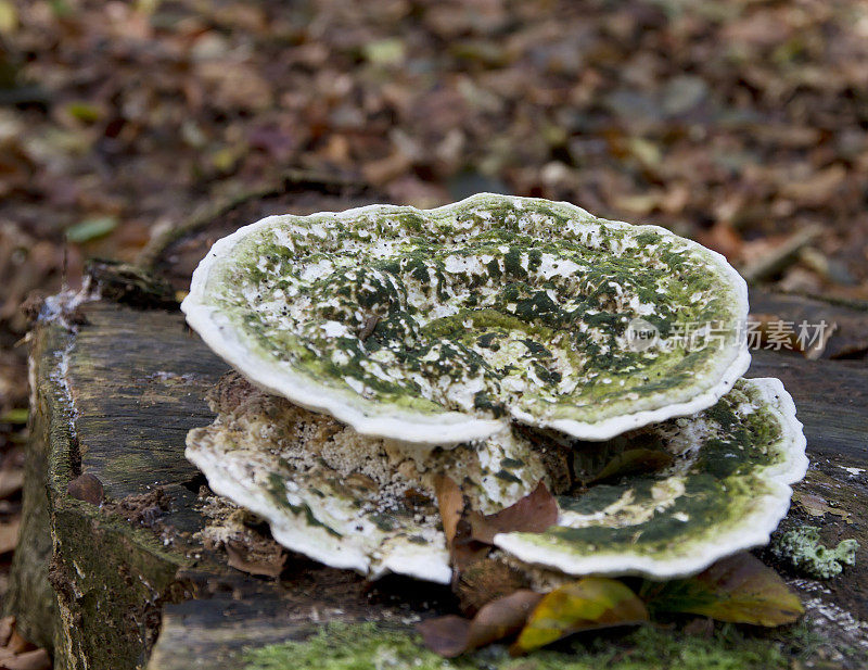 木耳(gibbosa Trametes)